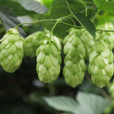 Photo of Chinook Hops Bine