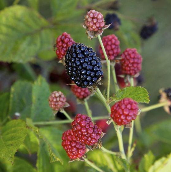 Photo of Bushel and Berry® Baby Cakes® Blackberry Plant