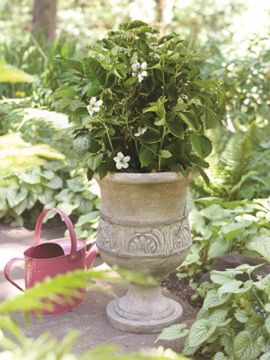 Photo of Bushel and Berry® Baby Cakes® Blackberry Plant