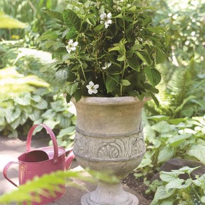 Photo of Bushel and Berry® Baby Cakes® Blackberry Plant
