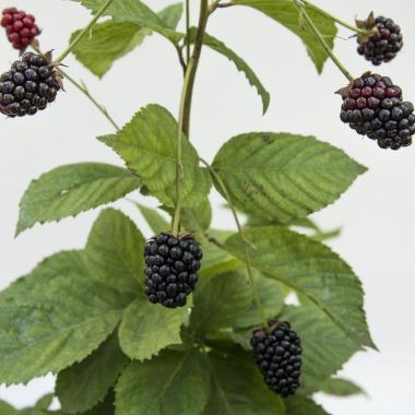 Photo of Bushel and Berry® Baby Cakes® Blackberry Plant