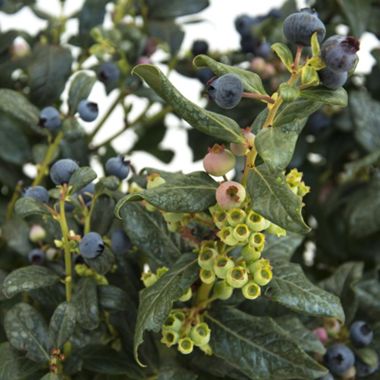 Photo of Bushel and Berry® Perpetua Blueberry Plant