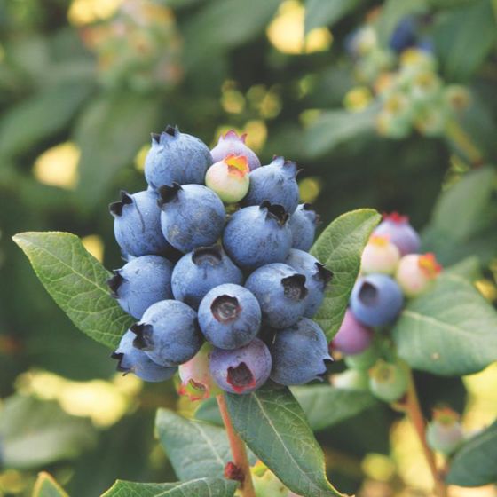 Photo of Bushel and Berry® Perpetua Blueberry Plant