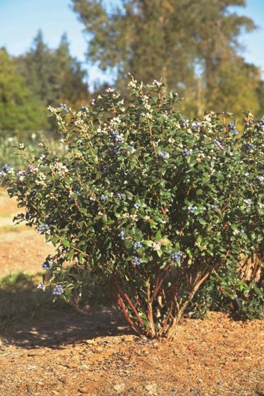 Photo of Bushel and Berry® Perpetua Blueberry Plant