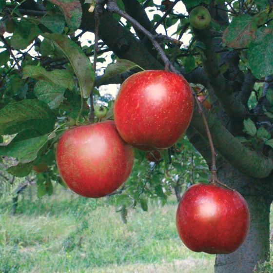 Photo of Stark® Ruby Darling™ Apple Tree