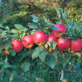 Photo of Stark® Scarlet Crush™ Apple Tree