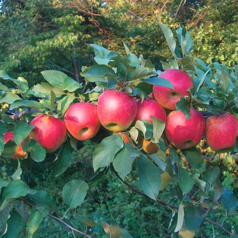 Pink Lady® Apple Tree - Stark Bro's