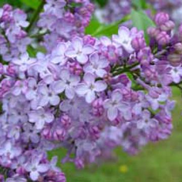Photo of Fragrant Purple Lilac