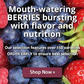 Mouth-watering BERRIES bursting with flavor and nutrition