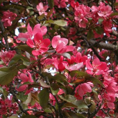 Photo of Adams Flowering Crabapple Tree