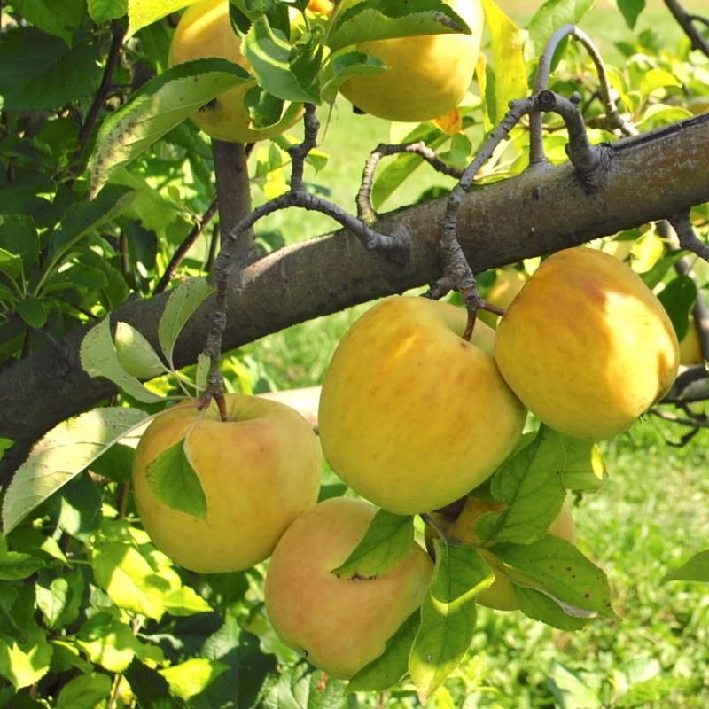 Golden Delicious apple tree: growing & harvesting - Plantura