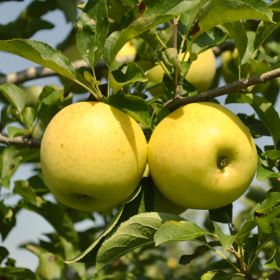 Starkspur® Red Delicious Apple Tree - Stark Bro's