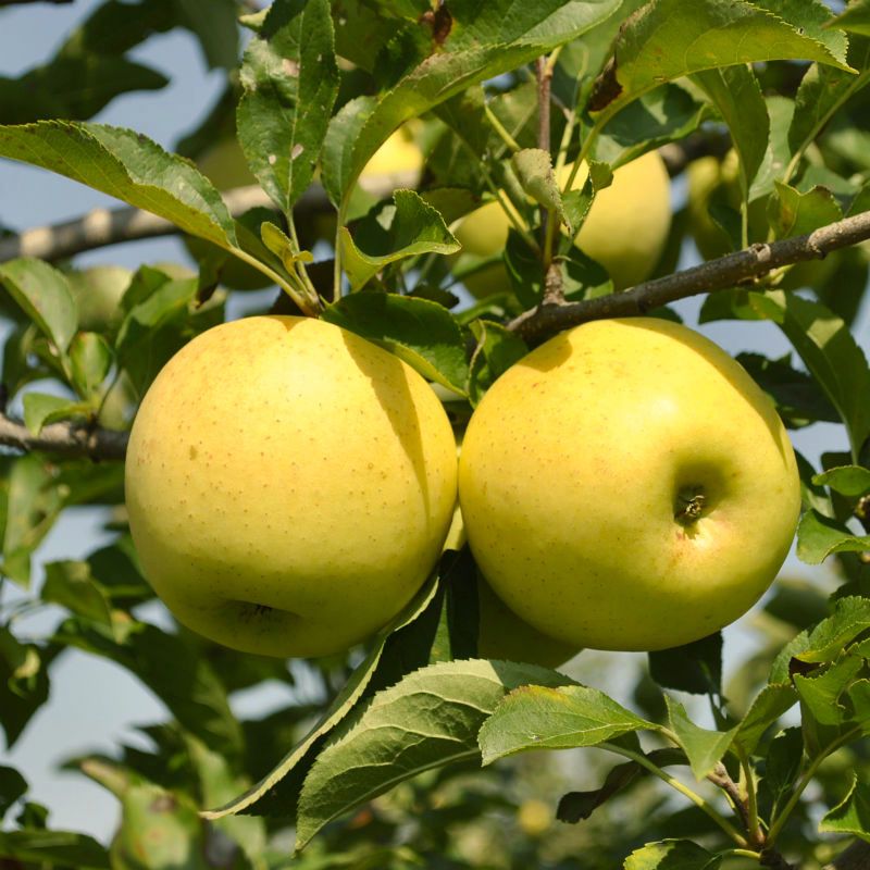 Golden Dorsett Apples Information and Facts