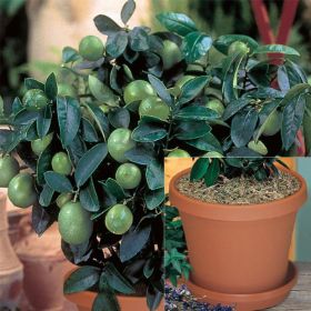 Photo of Key Lime Potted Kit