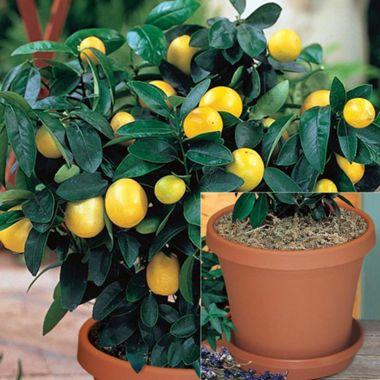 Meyer Lemon Potted Kit - Stark Bro's