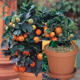 Photo of Tangerine Potted Kit