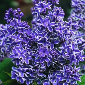 Photo of Sensation Lilac