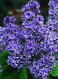 Photo of Sensation Lilac