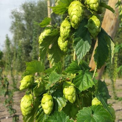 Photo of Mount Hood Hops Bine