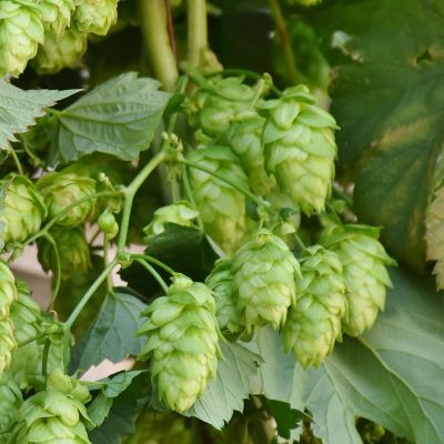 Photo of Willamette Hops Bine