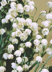 Photo of Lily of the Valley Plant