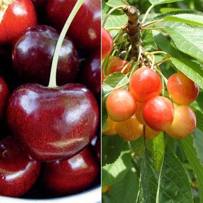 10 CUTTING cherry tree bigarreau dor scions sticks stark gold tromp Prunus avium