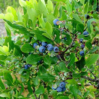 compact blueberry plant