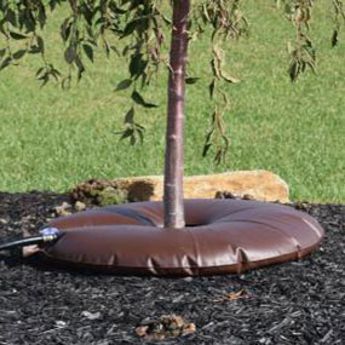 Young tree with watering device