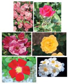 Photo of Complete Rose Assortment