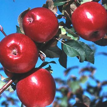 apples growing on a tree