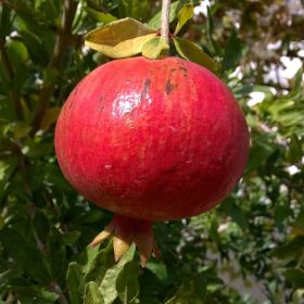 Photo of Wonderful Pomegranate Tree