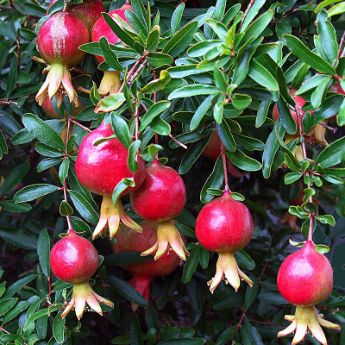 Pomegranate Trees