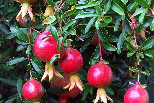 Pomegranate Trees