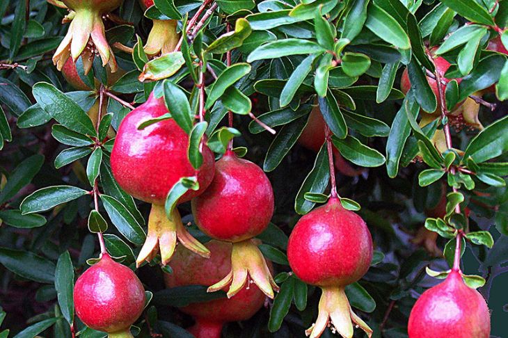 Pomegranate Trees