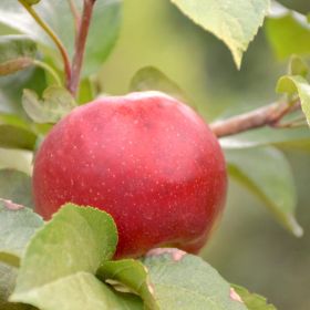 Photo of Stark® Hart's Fancy™ Apple Tree