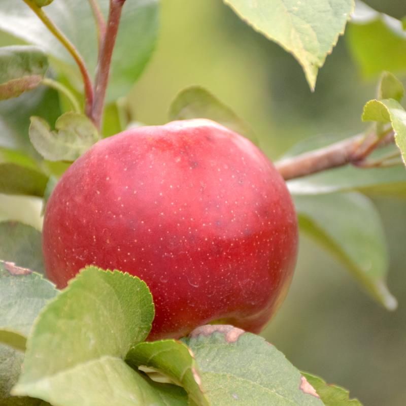 Honeycrisp Apple Trees - Stark Bros