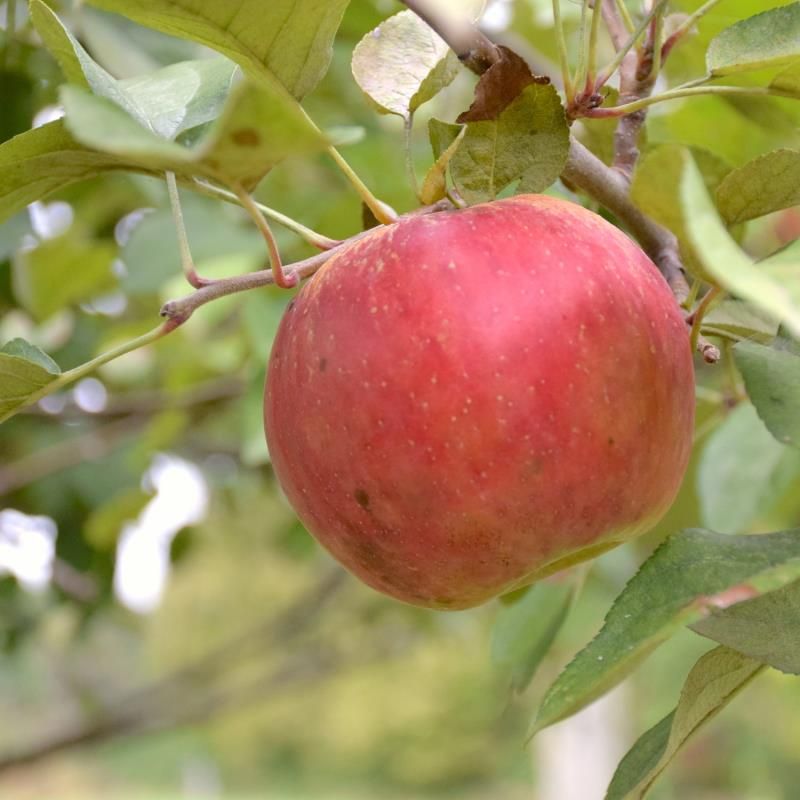 Stark® Super Red Fuji Apple Tree - Stark Bro's