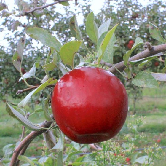 Photo of Stark® Red Romance® Apple Tree