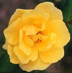 Photo of Carefree Sunshine™ Rose