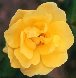 Photo of Carefree Sunshine™ Rose