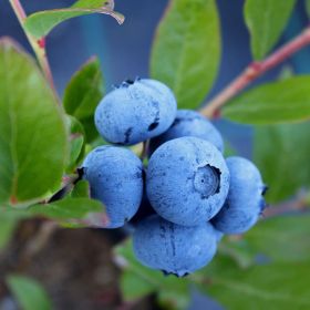 Photo of Sunshine Blue Blueberry Plant