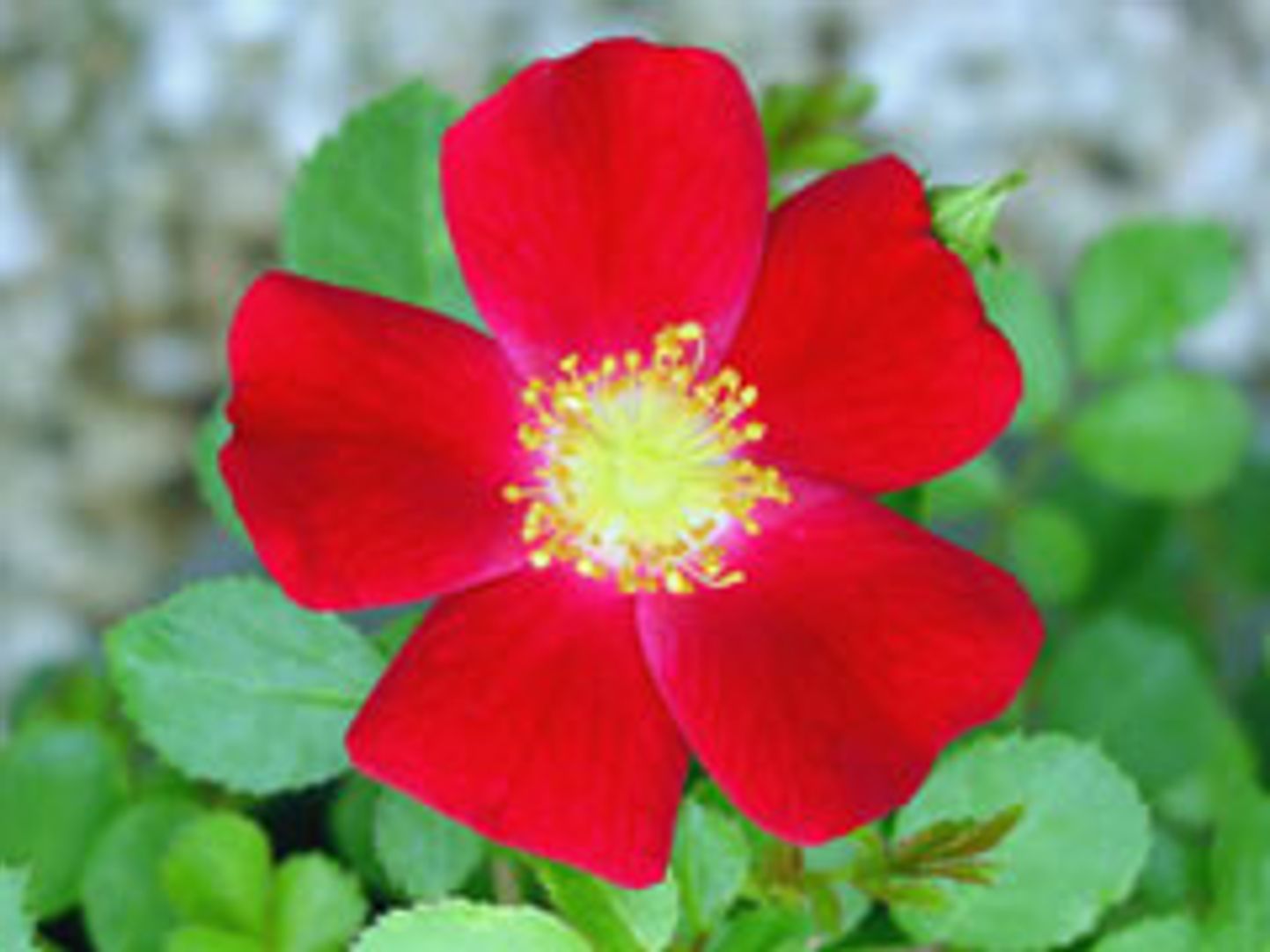 Stark® Crimson Fire Landscape Rose - Stark Bro's