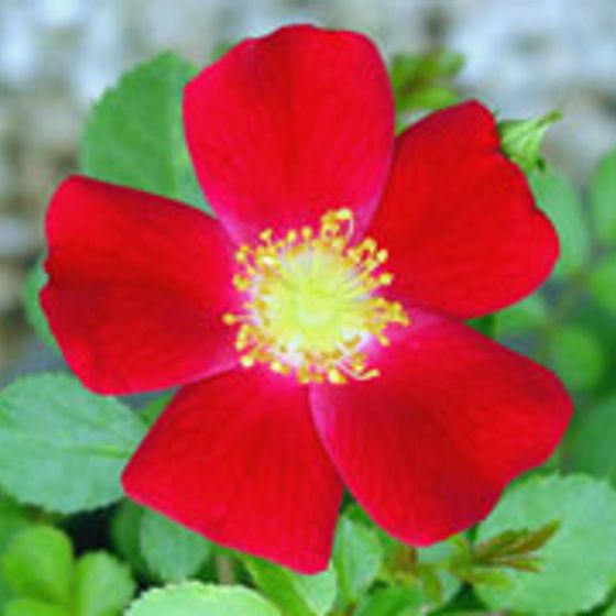 Photo of Stark® Crimson Fire Landscape Rose