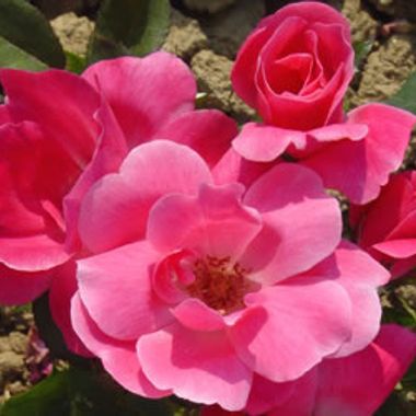 Photo of Pink Knock Out® Rose