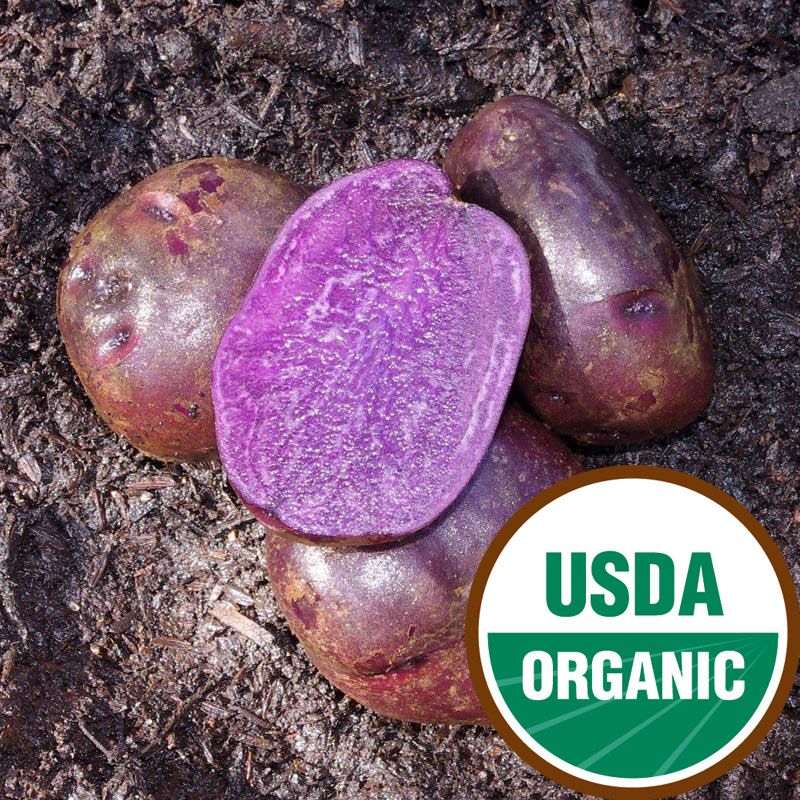 Adirondack Blue Seed Potato Organic Seed Potatoes Stark Bro's