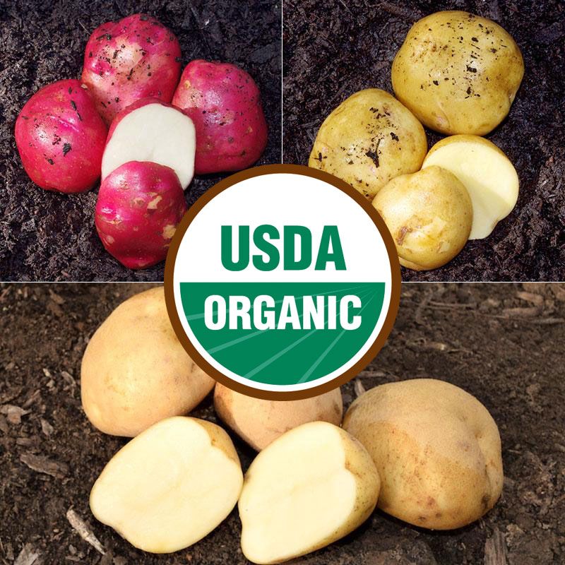 EarlySeason Organic Seed Potato Collection Stark Bro's