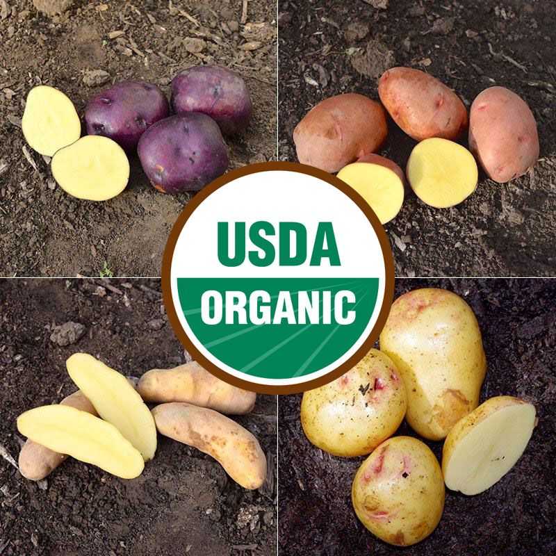 yukon gold seed potatoes amazon com heart of gold seed potato collection organic stark bros yukon gold seed potatoes amazon com heart of gold seed potato collection organic stark bros