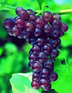Photo of Canadice Seedless Grape Vine