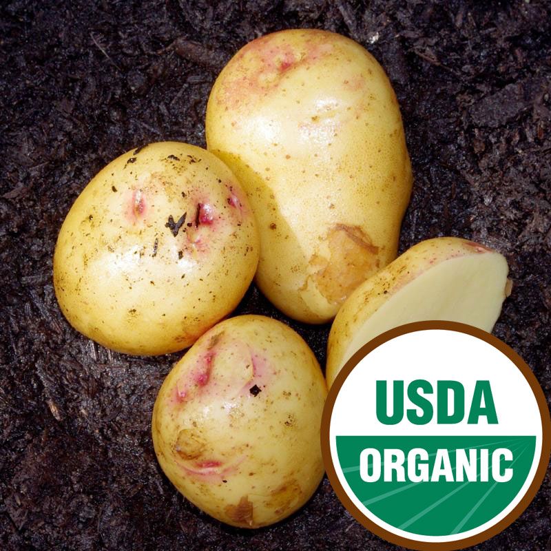 Yukon Gem Seed Potato Organic Seed Potatoes Stark Bro's