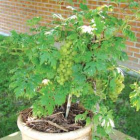 Photo of Sweet Lace™ Patio Grape Vine